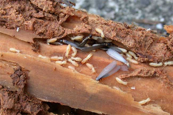 东莞茶山白蚁防治公司-告诉你白蚁常见危害部位有哪些？