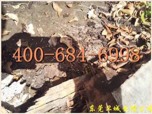 惠州沥林白蚁防治公司，沥林白蚁预防，沥林灭白蚁